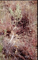 Frasera parryi Torr.